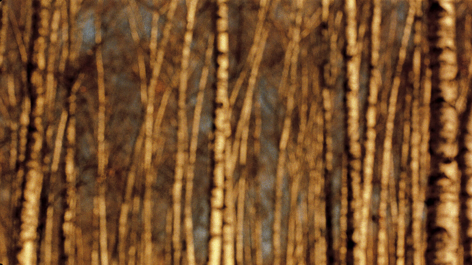 011 PHOTO